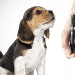 Safety Tips When Vaping around Pets
