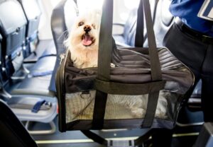 Air canada pets on plane best sale