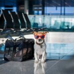What Do I Need to Take My Dog to Canada