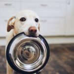 CBD for Your Dog? Here Is What You Need to Know