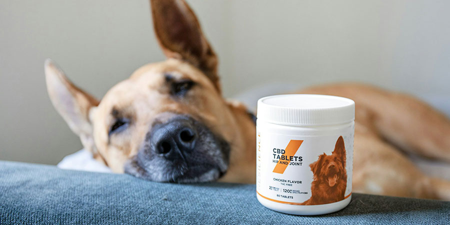 dog sleeping next to a bottle of Resilience CBD tablets