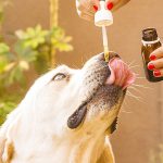 CBD for Your Dog? Here Is What You Need to Know