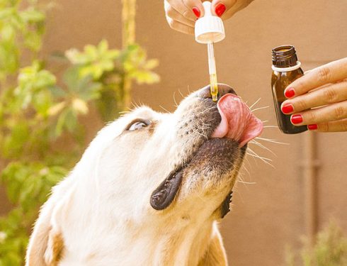 woman holding a bottle of CBD oil and a dropper giving CBD to her Labrador dog
