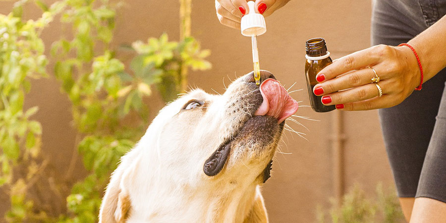 CBD for Your Dog? Here Is What You Need to Know