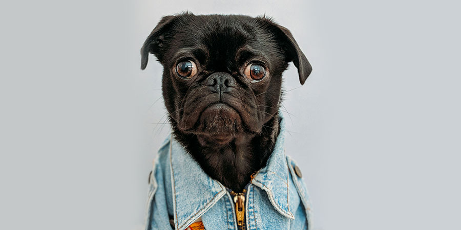 a black dog wearing blue denim clothes with collar